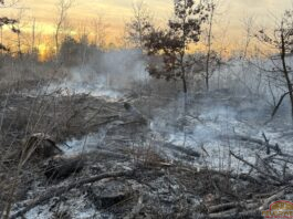 Waldbrand in Strasshof