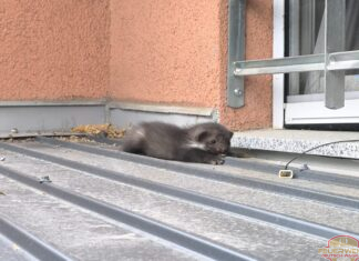 Tierrettung